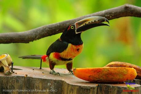 Frog's Heaven -Aves-  -Horquetas de Sarapiquí, Heredia-