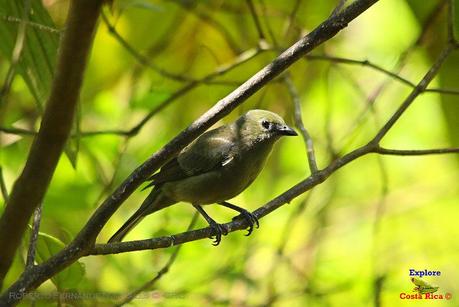 Frog's Heaven -Aves-  -Horquetas de Sarapiquí, Heredia-