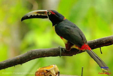 Frog's Heaven -Aves-  -Horquetas de Sarapiquí, Heredia-