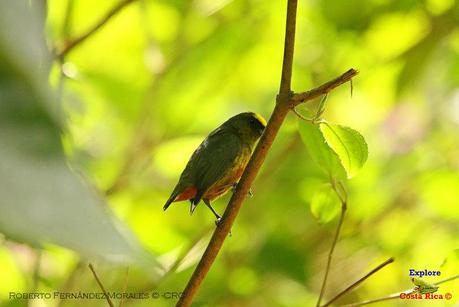 Frog's Heaven -Aves-  -Horquetas de Sarapiquí, Heredia-