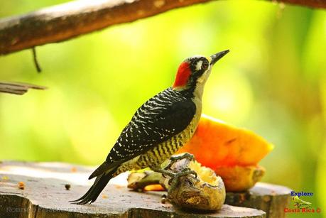 Frog's Heaven -Aves-  -Horquetas de Sarapiquí, Heredia-