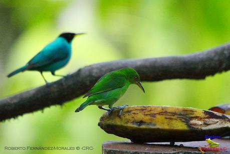 Frog's Heaven -Aves-  -Horquetas de Sarapiquí, Heredia-