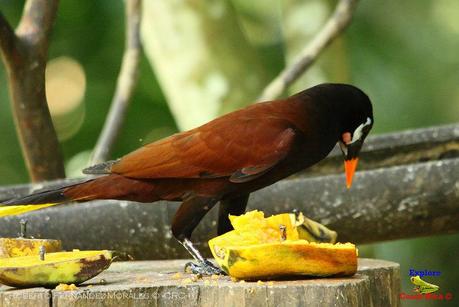 Frog's Heaven -Aves-  -Horquetas de Sarapiquí, Heredia-