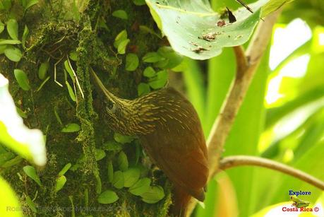 Frog's Heaven -Aves-  -Horquetas de Sarapiquí, Heredia-