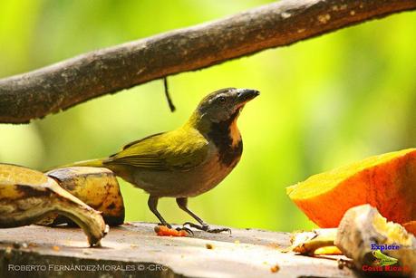 Frog's Heaven -Aves-  -Horquetas de Sarapiquí, Heredia-