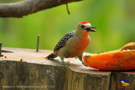 Frog's Heaven -Aves-  -Horquetas de Sarapiquí, Heredia-