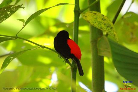 Frog's Heaven -Aves-  -Horquetas de Sarapiquí, Heredia-