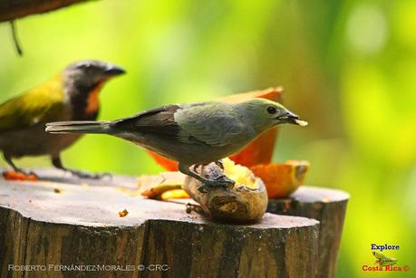 Frog's Heaven -Aves-  -Horquetas de Sarapiquí, Heredia-