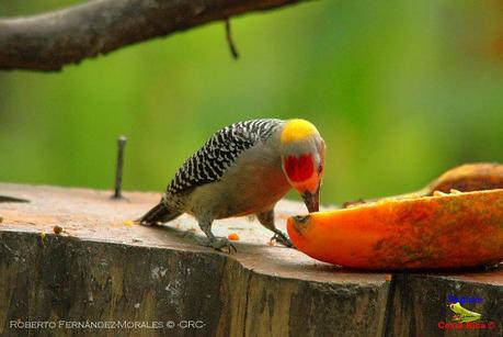 Frog's Heaven -Aves-  -Horquetas de Sarapiquí, Heredia-