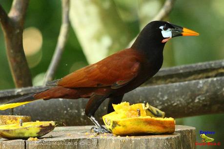 Frog's Heaven -Aves-  -Horquetas de Sarapiquí, Heredia-