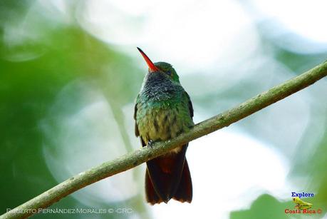 Frog's Heaven -Aves-  -Horquetas de Sarapiquí, Heredia-