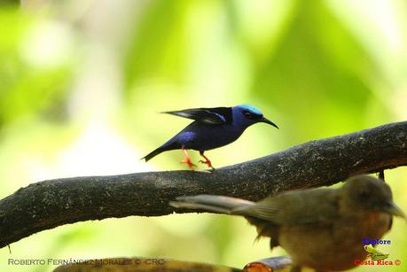 Frog's Heaven -Aves-  -Horquetas de Sarapiquí, Heredia-