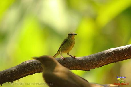 Frog's Heaven -Aves-  -Horquetas de Sarapiquí, Heredia-