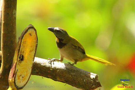 Frog's Heaven -Aves-  -Horquetas de Sarapiquí, Heredia-