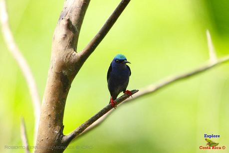 Frog's Heaven -Aves-  -Horquetas de Sarapiquí, Heredia-