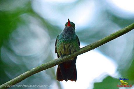 Frog's Heaven -Aves-  -Horquetas de Sarapiquí, Heredia-