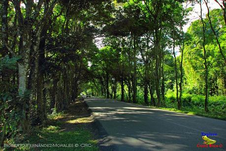 Frog's Heaven -Aves-  -Horquetas de Sarapiquí, Heredia-