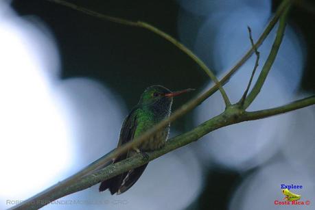 Frog's Heaven -Aves-  -Horquetas de Sarapiquí, Heredia-