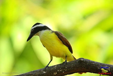 Frog's Heaven -Aves-  -Horquetas de Sarapiquí, Heredia-