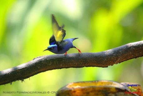 Frog's Heaven -Aves-  -Horquetas de Sarapiquí, Heredia-