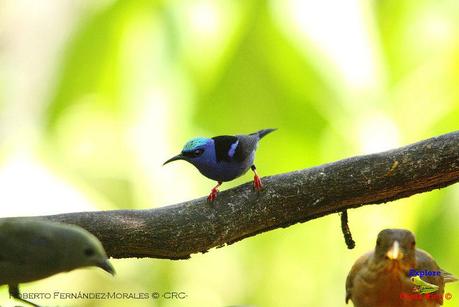 Frog's Heaven -Aves-  -Horquetas de Sarapiquí, Heredia-