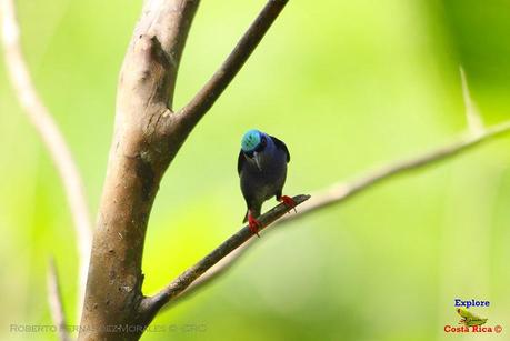 Frog's Heaven -Aves-  -Horquetas de Sarapiquí, Heredia-