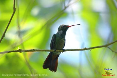 Frog's Heaven -Aves-  -Horquetas de Sarapiquí, Heredia-