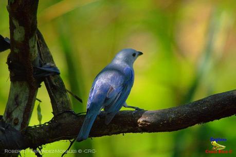 Frog's Heaven -Aves-  -Horquetas de Sarapiquí, Heredia-