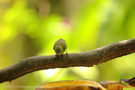 Frog's Heaven -Aves-  -Horquetas de Sarapiquí, Heredia-