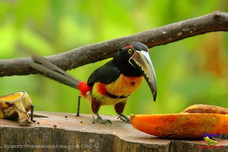 Frog's Heaven -Aves-  -Horquetas de Sarapiquí, Heredia-