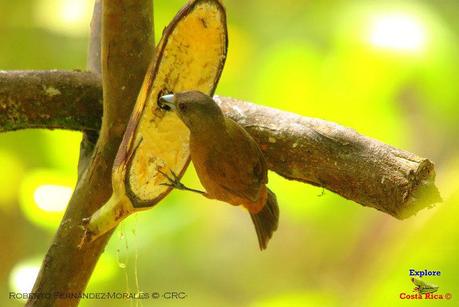 Frog's Heaven -Aves-  -Horquetas de Sarapiquí, Heredia-