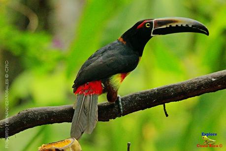 Frog's Heaven -Aves-  -Horquetas de Sarapiquí, Heredia-