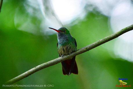 Frog's Heaven -Aves-  -Horquetas de Sarapiquí, Heredia-