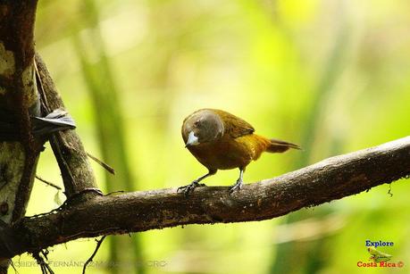 Frog's Heaven -Aves-  -Horquetas de Sarapiquí, Heredia-