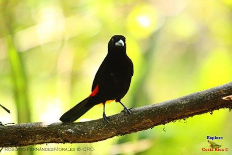 Frog's Heaven -Aves-  -Horquetas de Sarapiquí, Heredia-