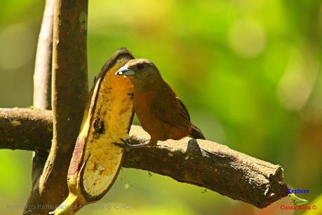 Frog's Heaven -Aves-  -Horquetas de Sarapiquí, Heredia-