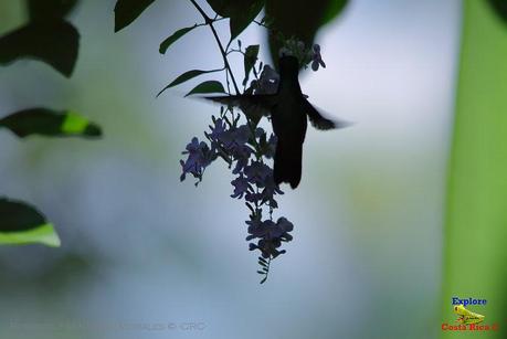 Frog's Heaven -Aves-  -Horquetas de Sarapiquí, Heredia-