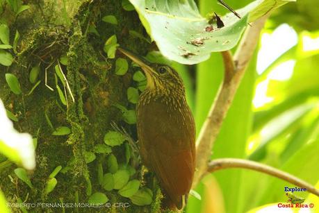 Frog's Heaven -Aves-  -Horquetas de Sarapiquí, Heredia-