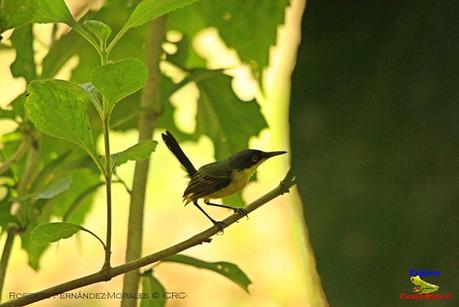 Frog's Heaven -Aves-  -Horquetas de Sarapiquí, Heredia-