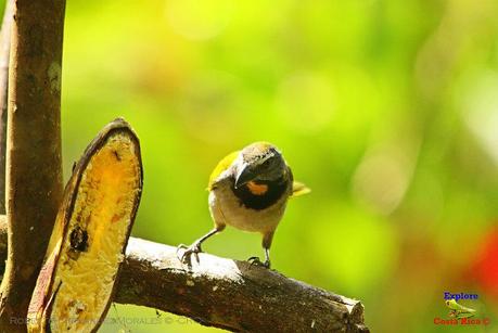 Frog's Heaven -Aves-  -Horquetas de Sarapiquí, Heredia-