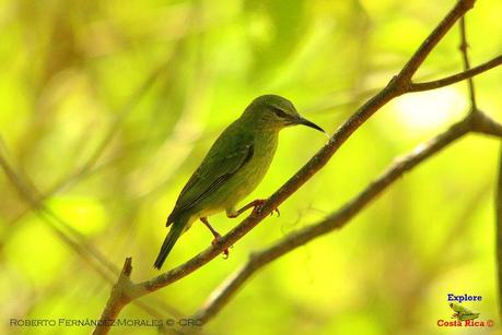 Frog's Heaven -Aves-  -Horquetas de Sarapiquí, Heredia-