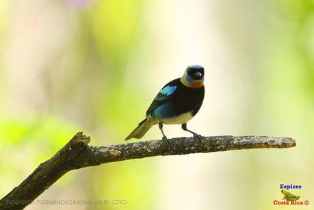 Frog's Heaven -Aves-  -Horquetas de Sarapiquí, Heredia-