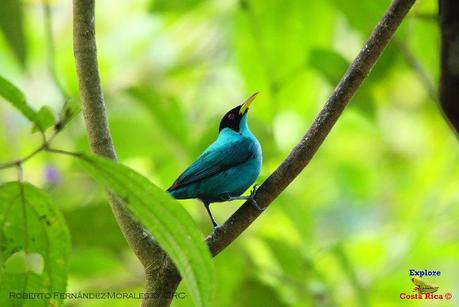 Frog's Heaven -Aves-  -Horquetas de Sarapiquí, Heredia-