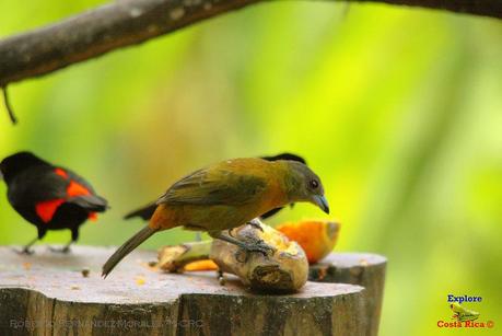 Frog's Heaven -Aves-  -Horquetas de Sarapiquí, Heredia-