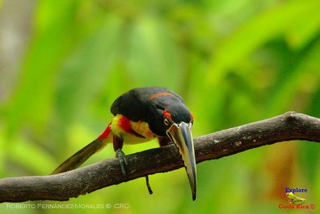 Frog's Heaven -Aves-  -Horquetas de Sarapiquí, Heredia-