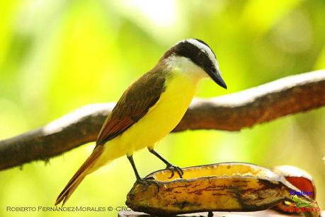 Frog's Heaven -Aves-  -Horquetas de Sarapiquí, Heredia-