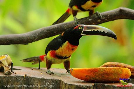 Frog's Heaven -Aves-  -Horquetas de Sarapiquí, Heredia-