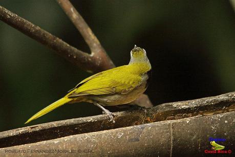 Frog's Heaven -Aves-  -Horquetas de Sarapiquí, Heredia-