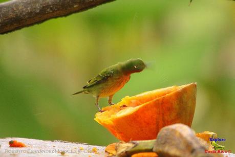 Frog's Heaven -Aves-  -Horquetas de Sarapiquí, Heredia-