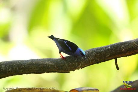 Frog's Heaven -Aves-  -Horquetas de Sarapiquí, Heredia-